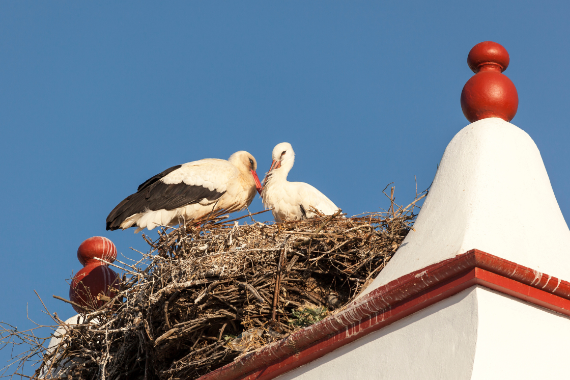 Bird nest removal service Cape Town